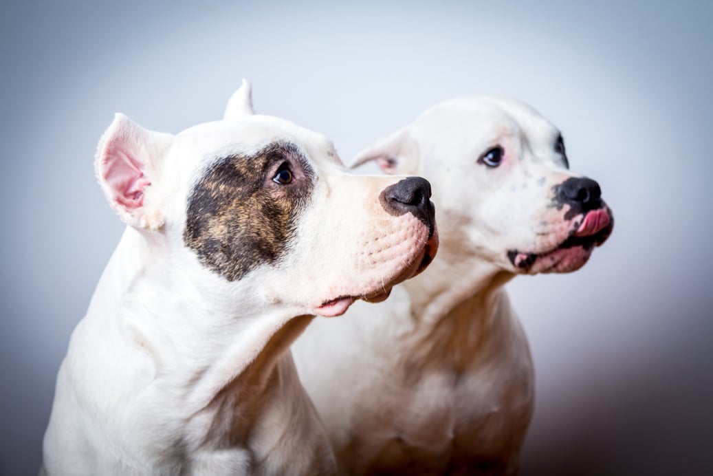 Two dogo argentino in studio