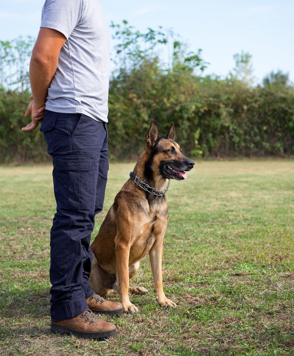 Police dog training